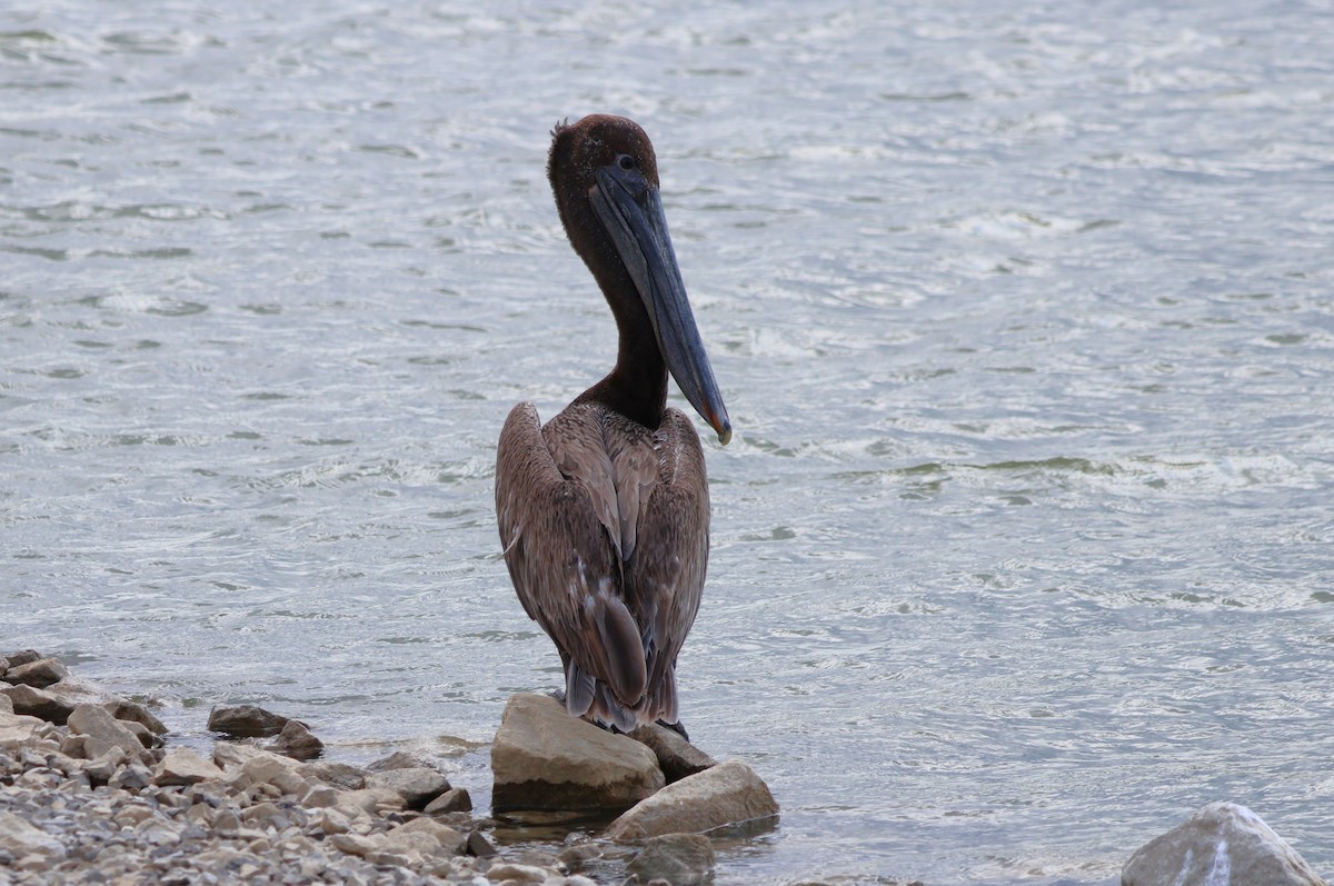 Brown Pelican - Tricia Vesely