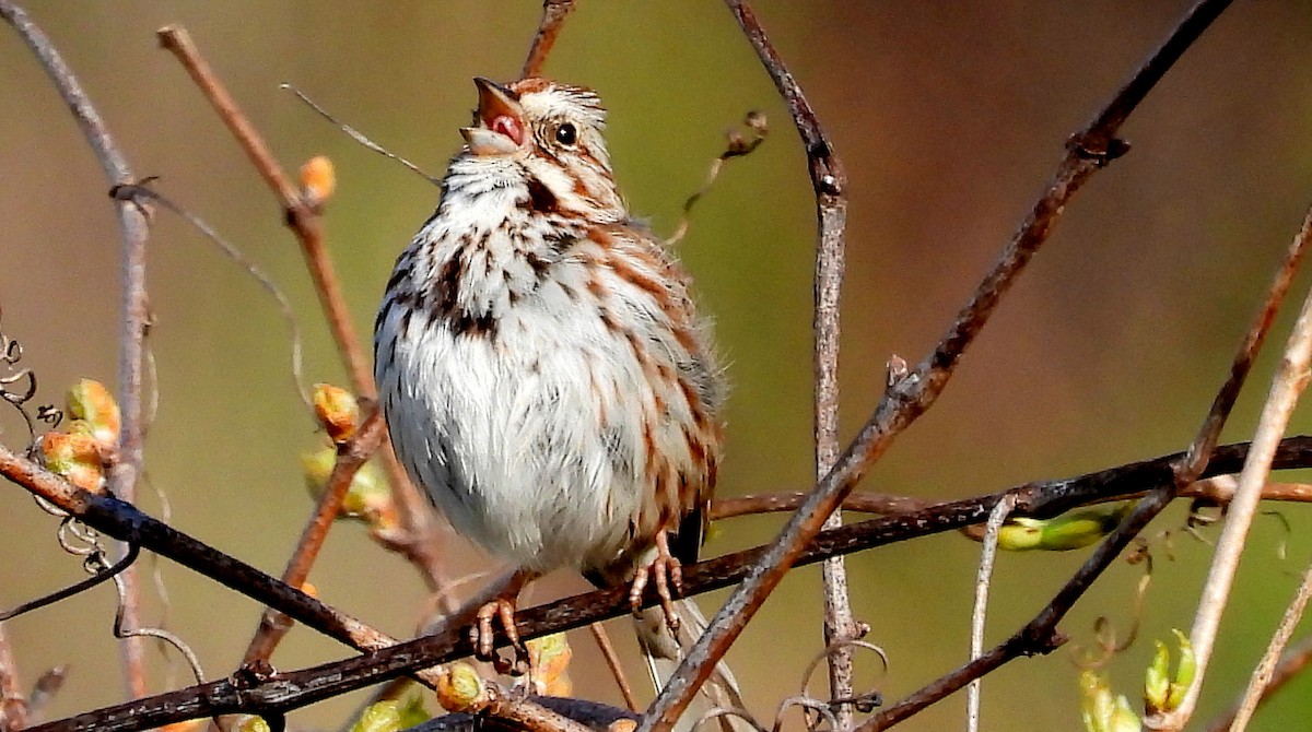 Song Sparrow - ML618627825