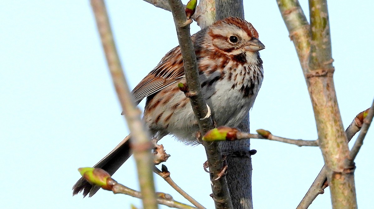 Song Sparrow - ML618627827