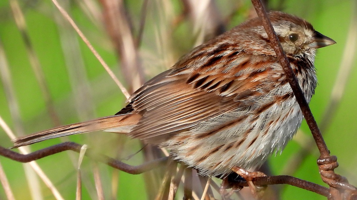 Song Sparrow - ML618627830