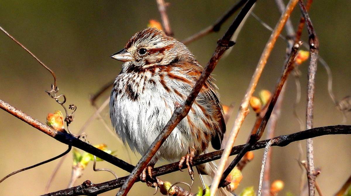 Song Sparrow - ML618627835