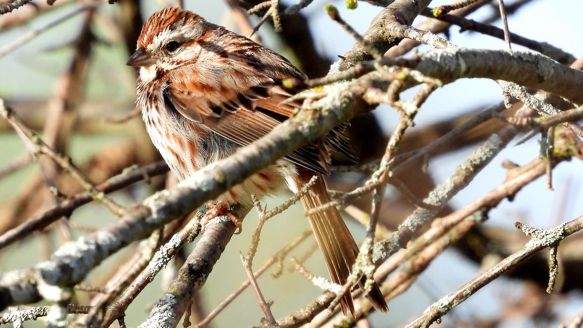 Song Sparrow - ML618627836