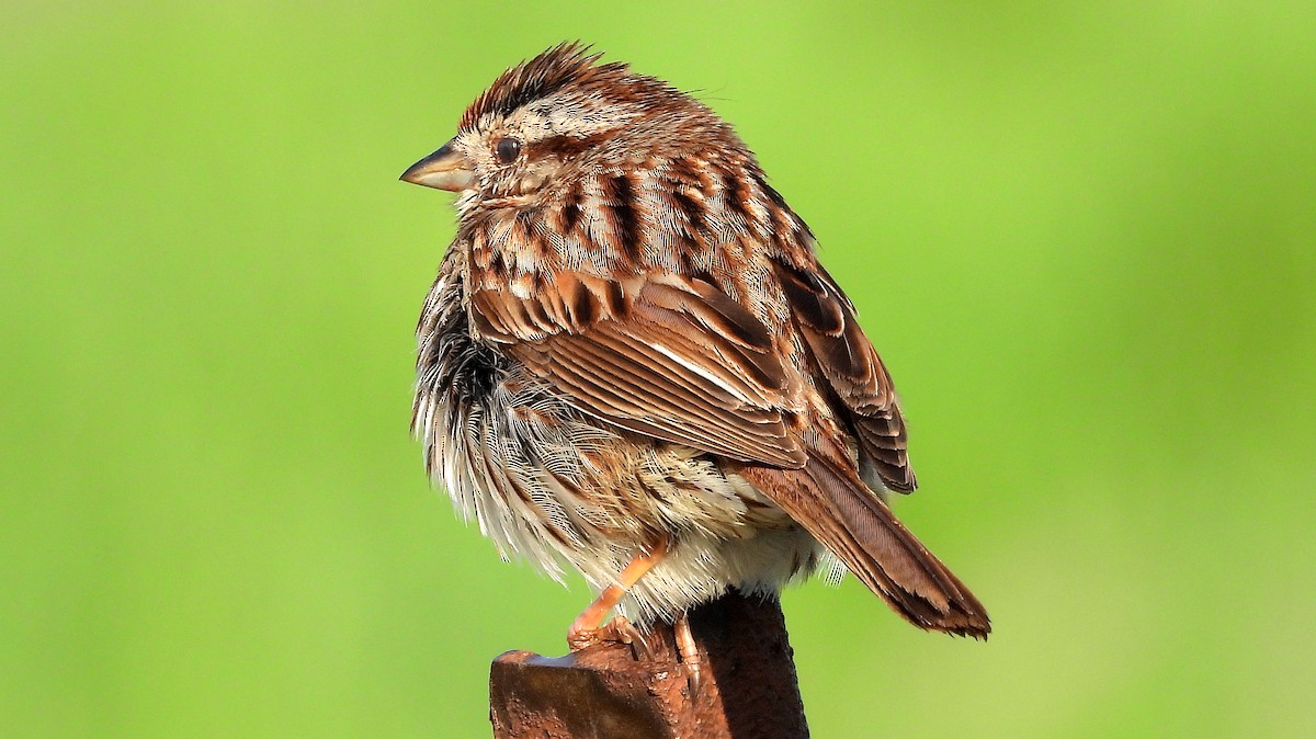 Song Sparrow - ML618627837