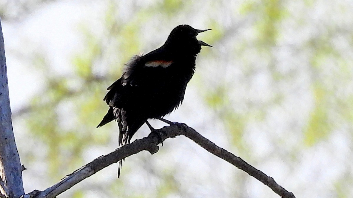 Red-winged Blackbird - ML618627881