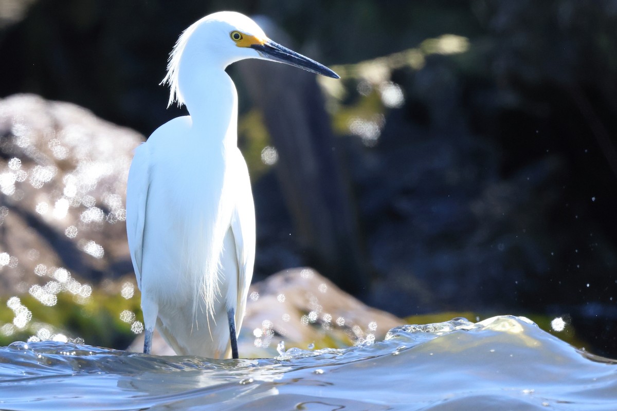 Snowy Egret - Matthew Brown