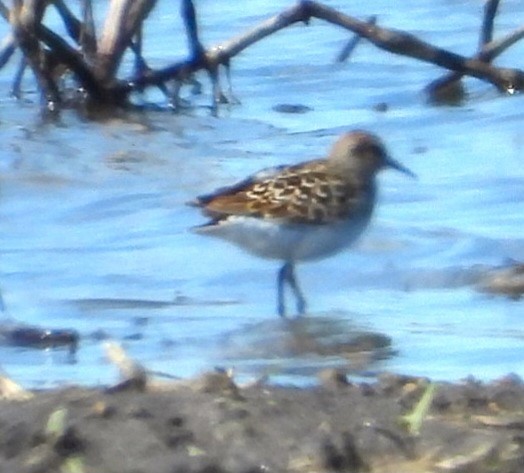 Least Sandpiper - Terry Ansel