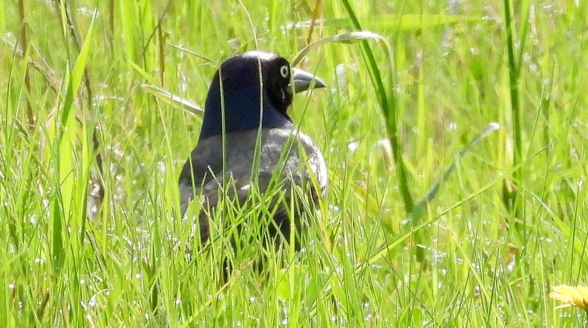 Common Grackle - ML618627902