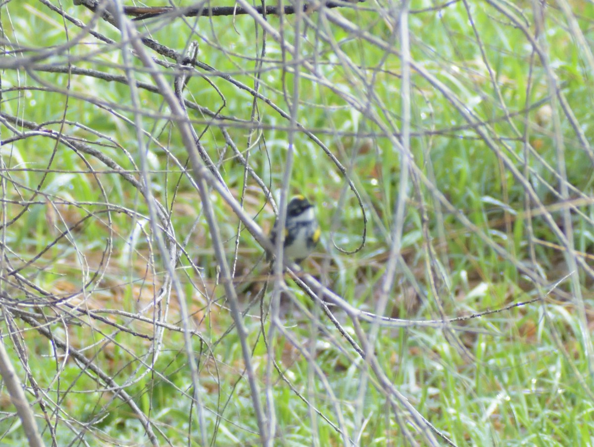 Yellow-rumped Warbler (Myrtle) - Robert Tonge