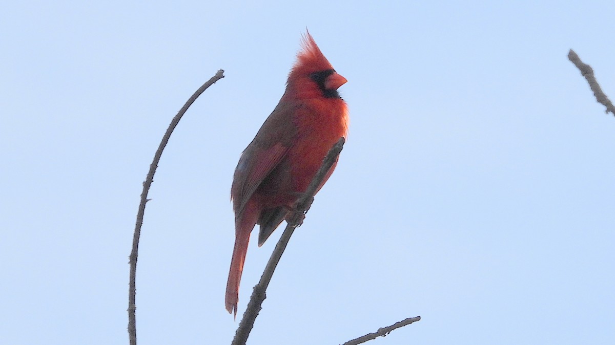 Cardinal rouge - ML618627928