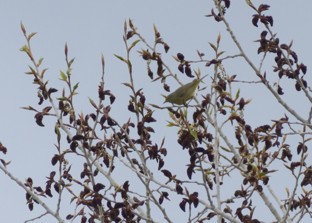 Orange-crowned Warbler - Robert Tonge