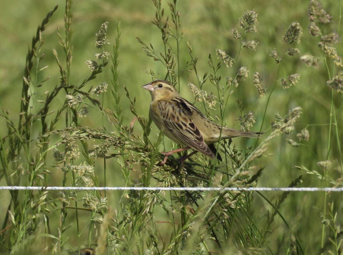 Bobolink - ML618627949