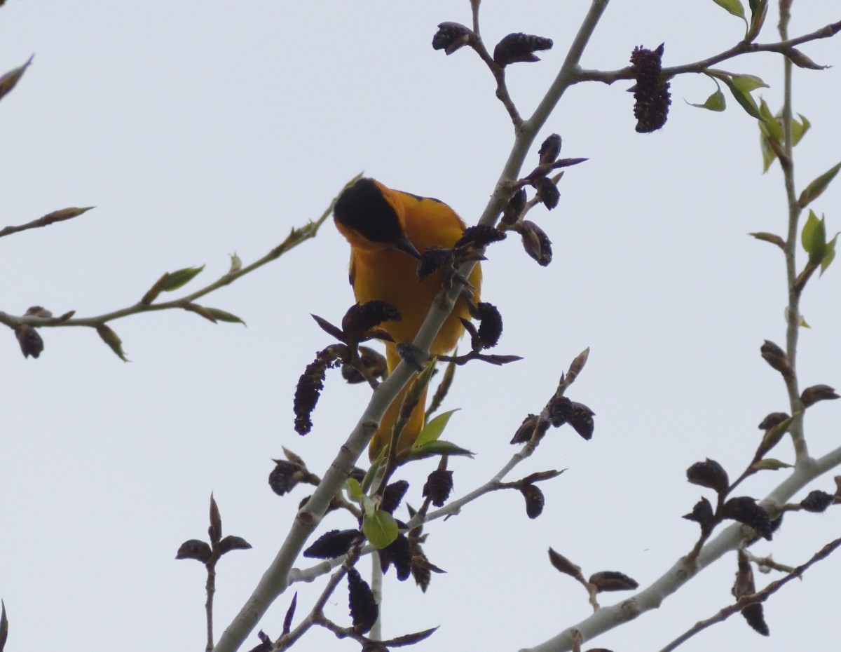 Bullock's Oriole - Robert Tonge