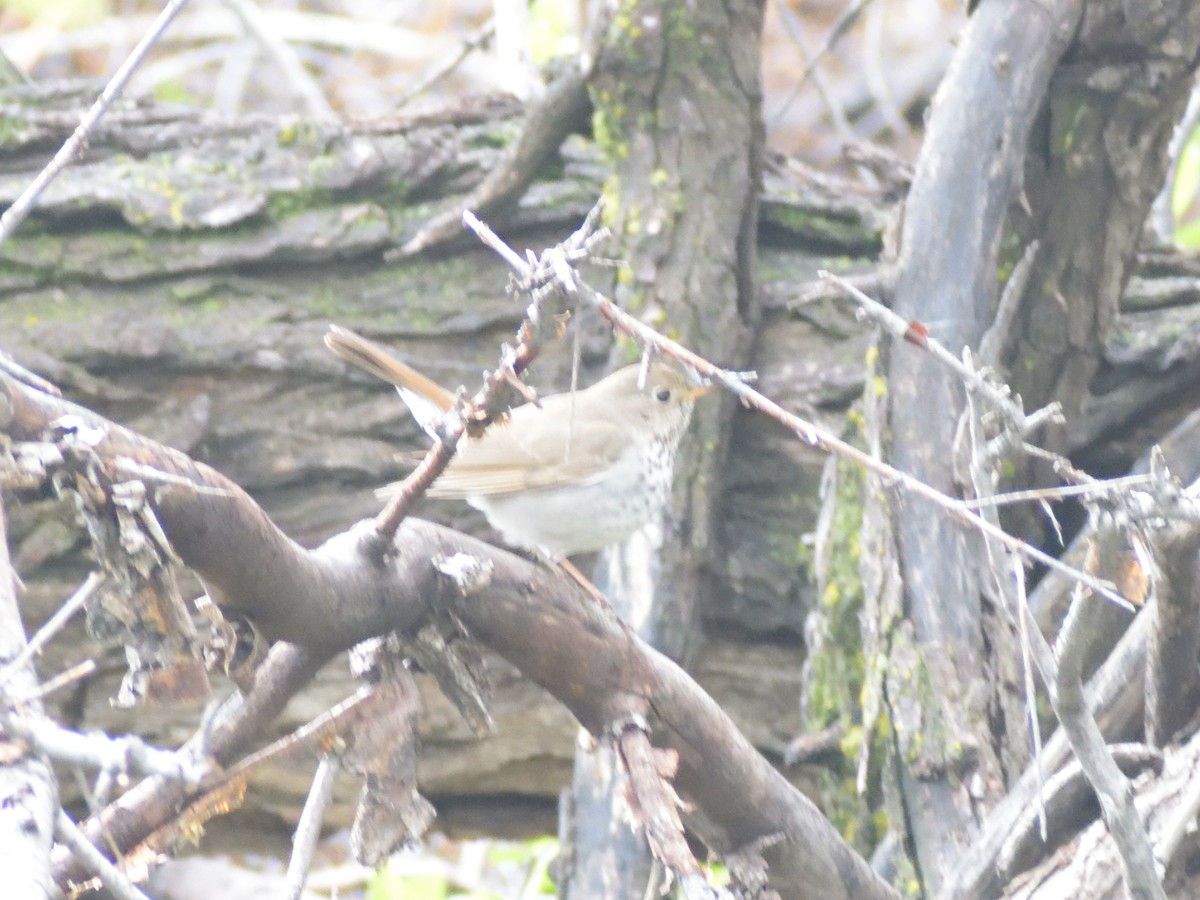 Hermit Thrush - Robert Tonge