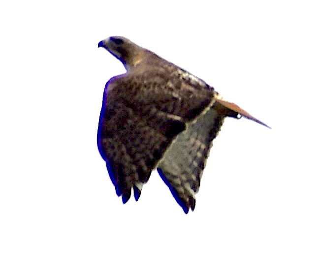 Red-tailed Hawk - ML618627975