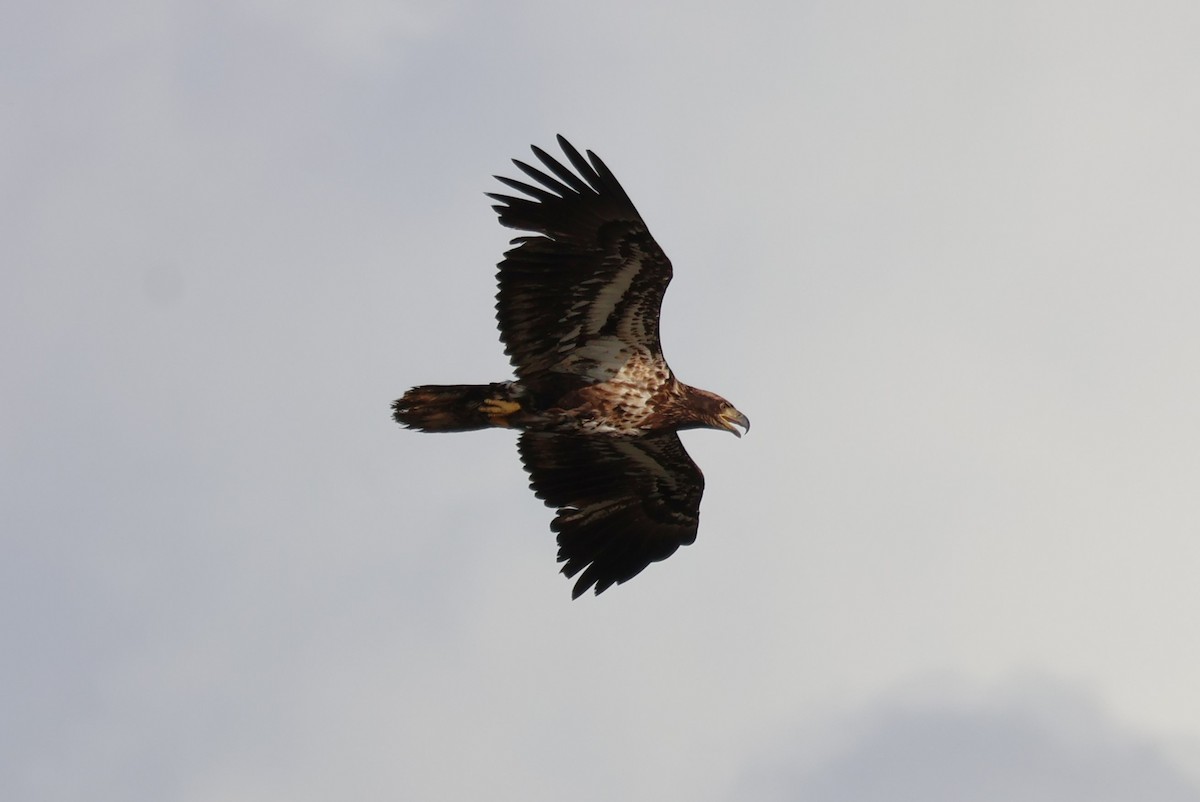 Bald Eagle - ML618627986