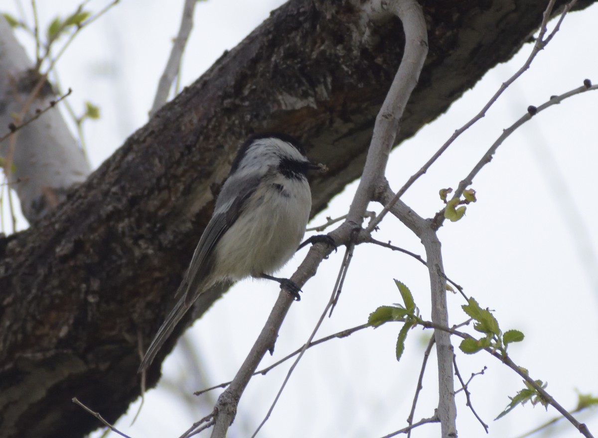 Black-capped Chickadee - Robert Tonge