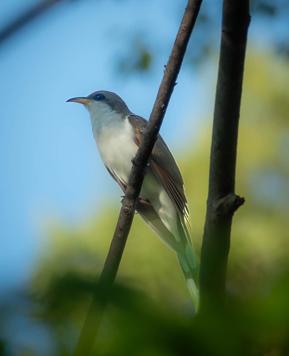 Yellow-billed Cuckoo - ML618627994