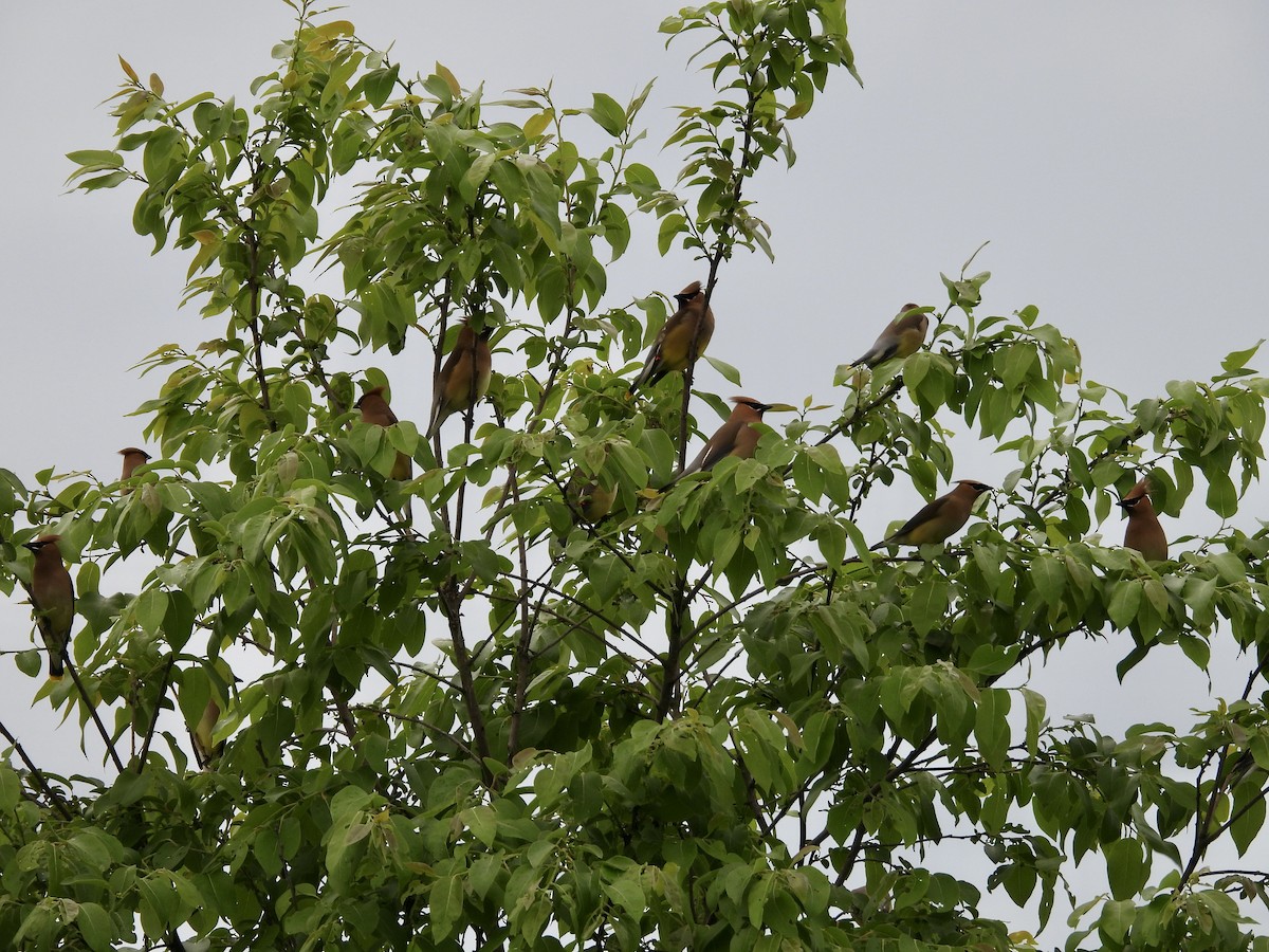 Cedar Waxwing - ML618627996