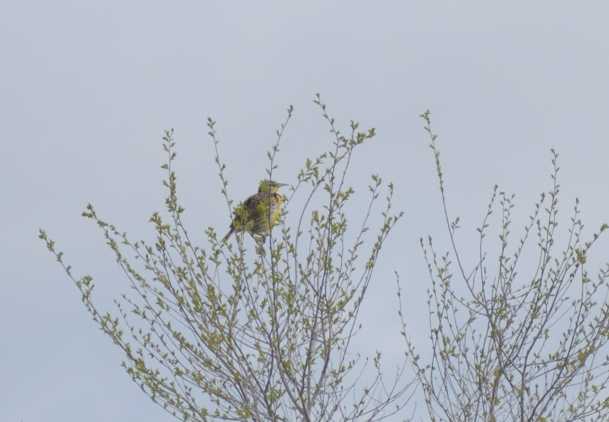 Western Meadowlark - Robert Tonge