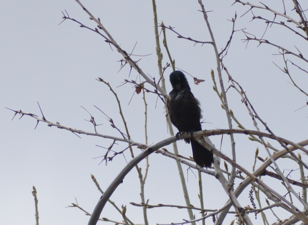 Common Grackle - Robert Tonge