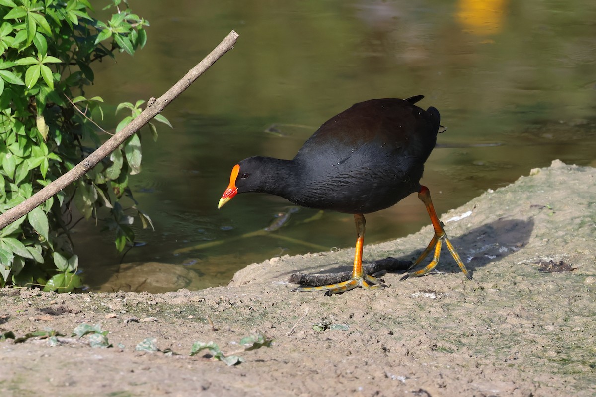 Dusky Moorhen - Dennis Devers