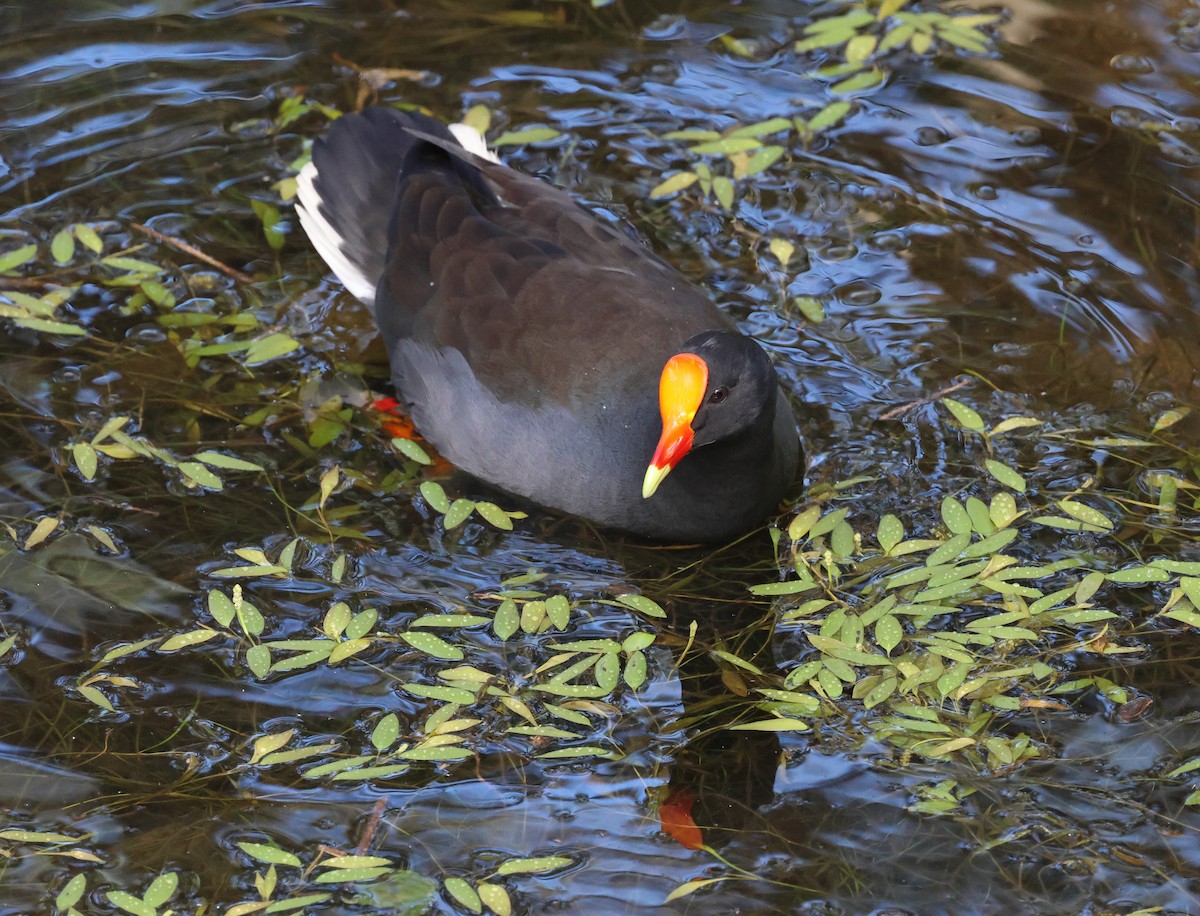 Dusky Moorhen - Dennis Devers