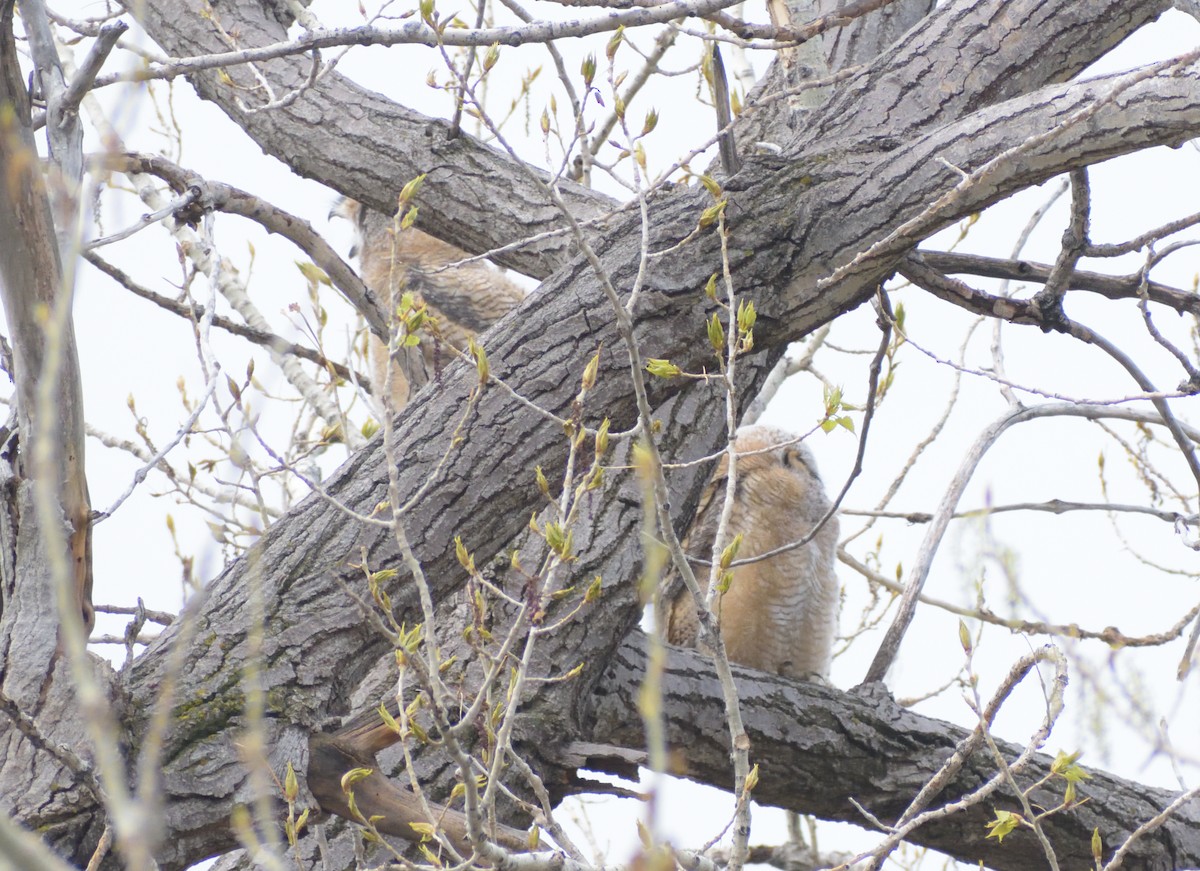 Great Horned Owl - Robert Tonge