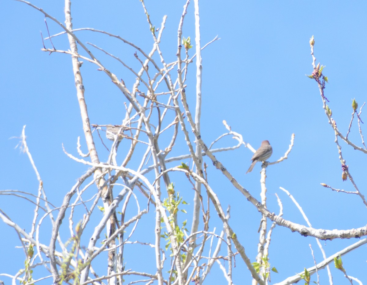 House Finch - Robert Tonge