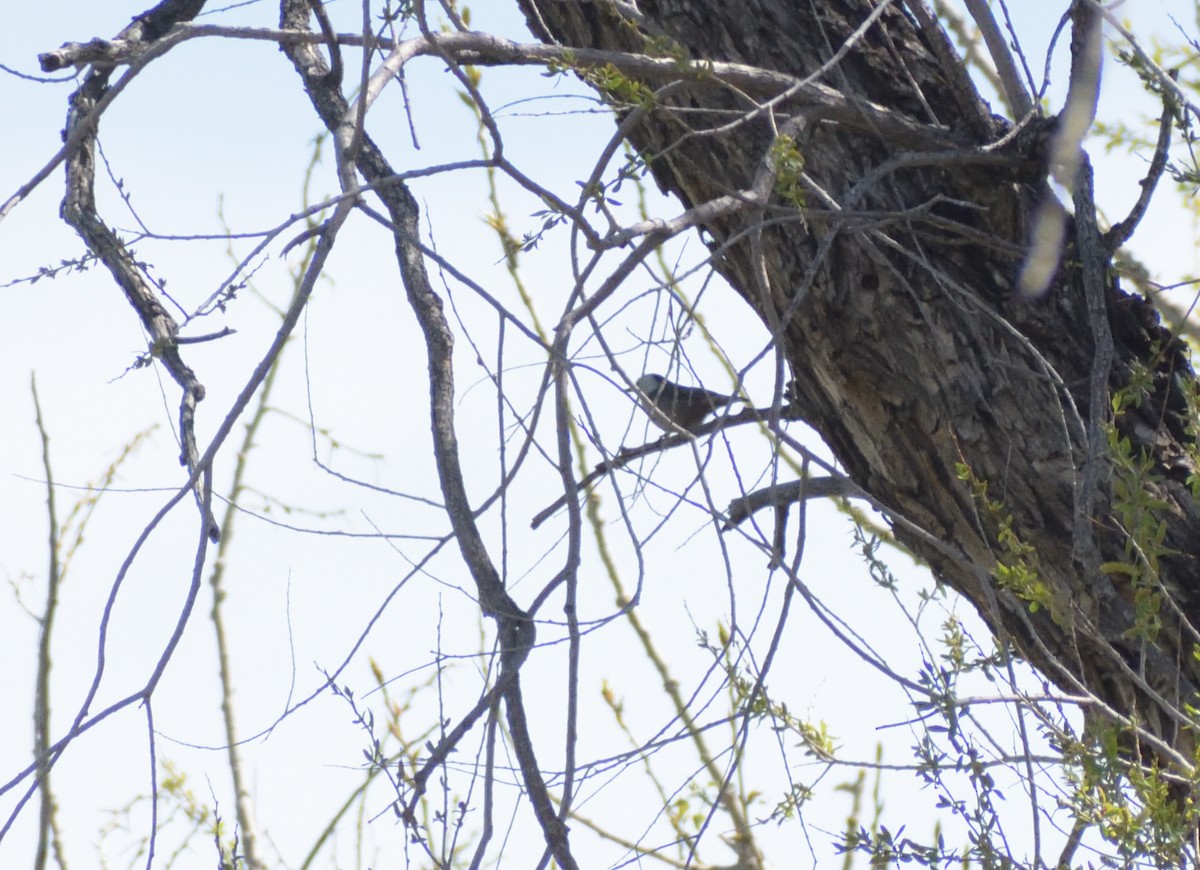 White-breasted Nuthatch (Interior West) - Robert Tonge