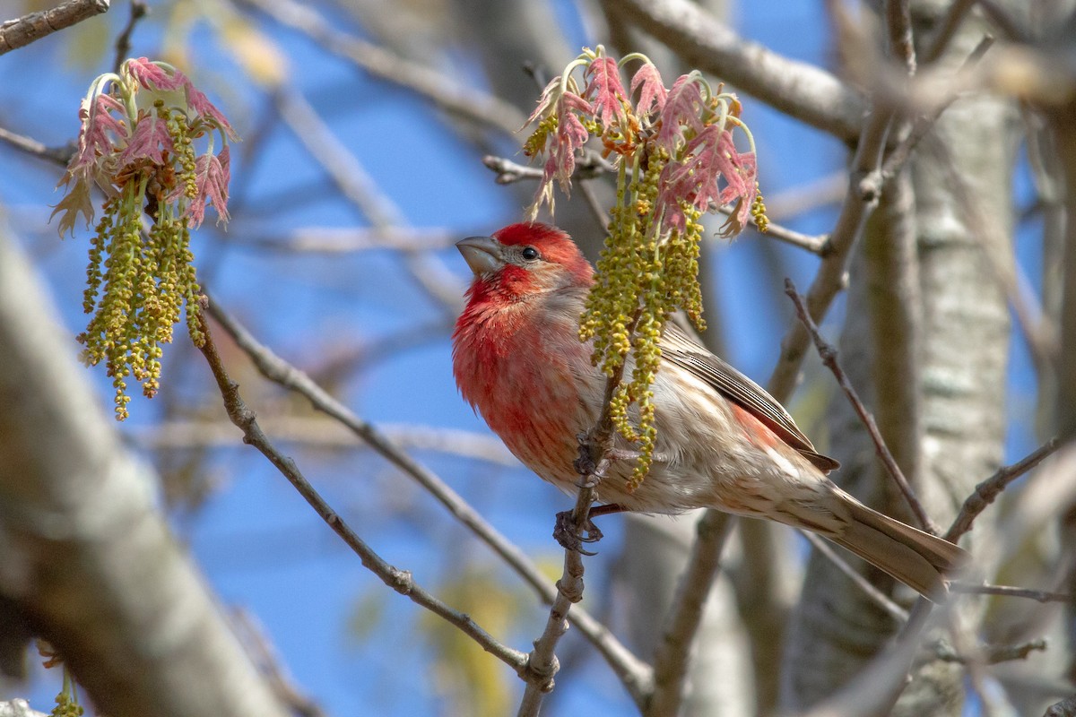 House Finch - ML618628111