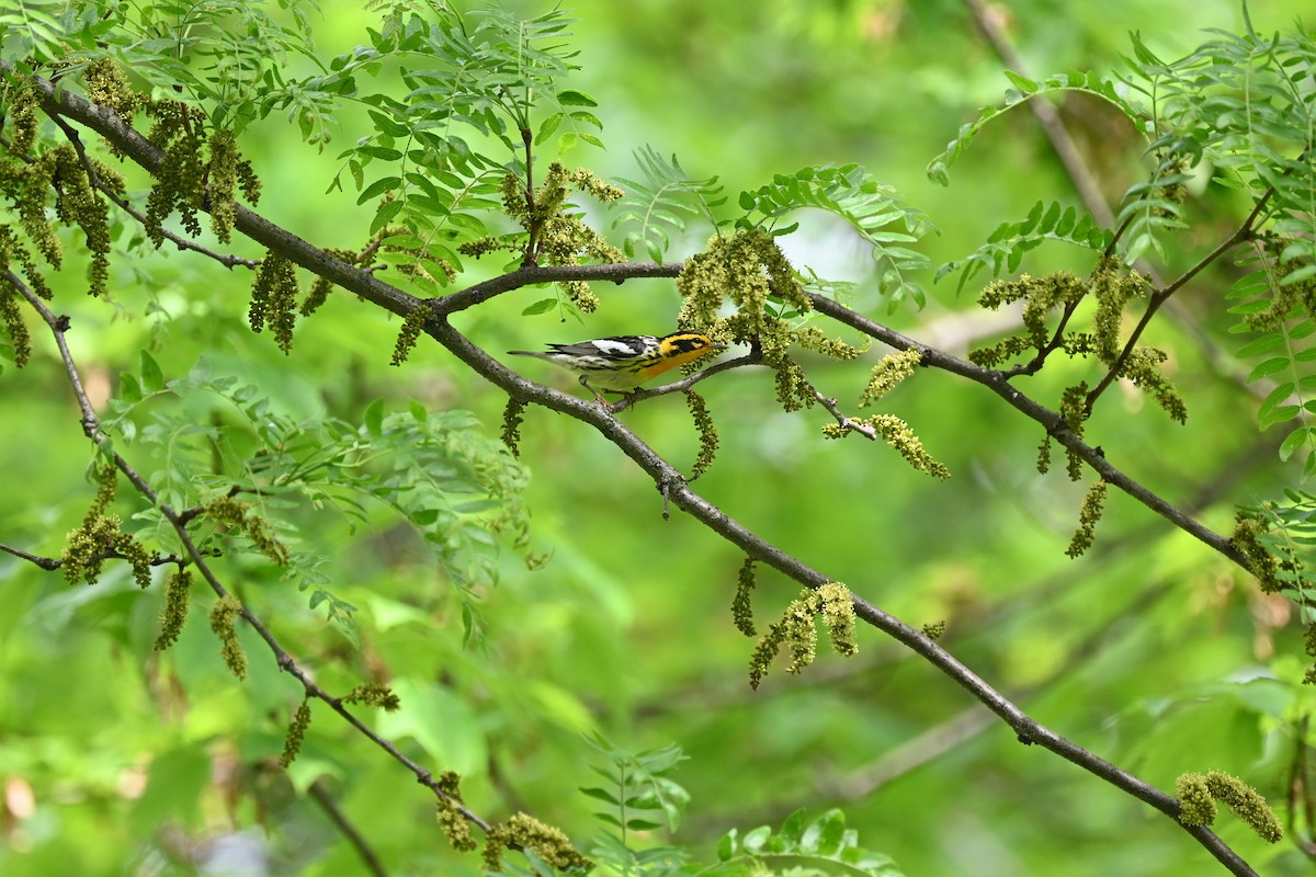 Blackburnian Warbler - ML618628130