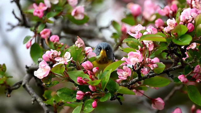 Northern Parula - ML618628173