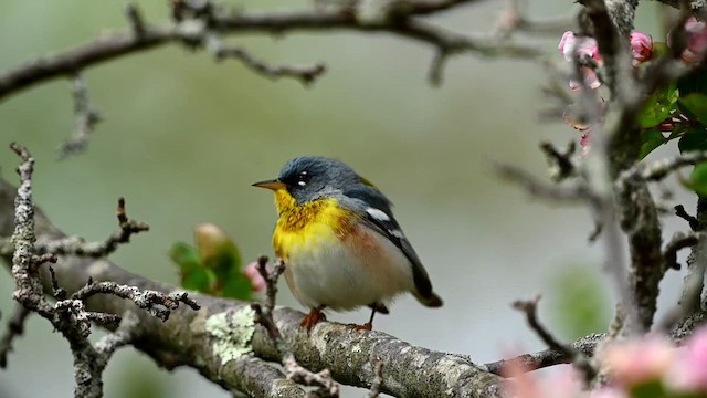 Northern Parula - ML618628174