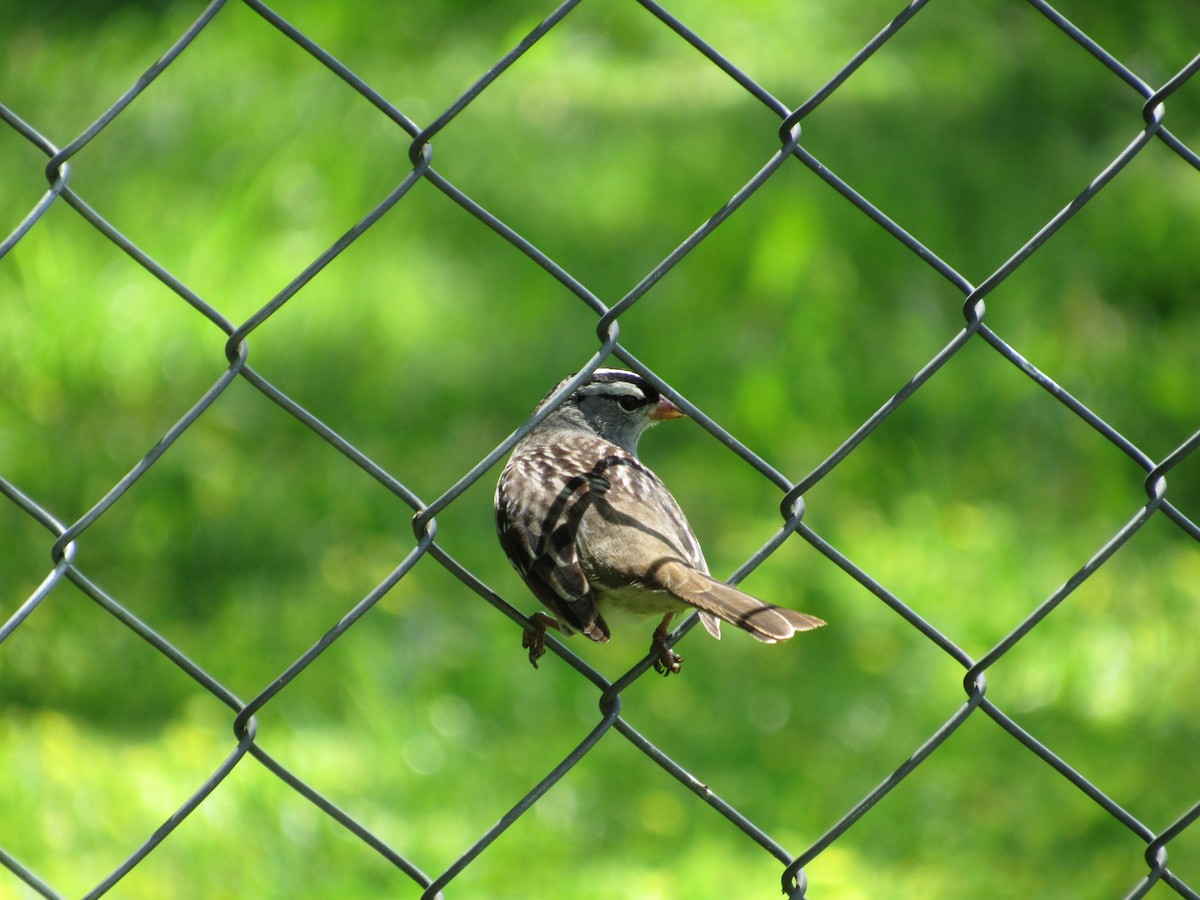 White-crowned Sparrow - ML618628191