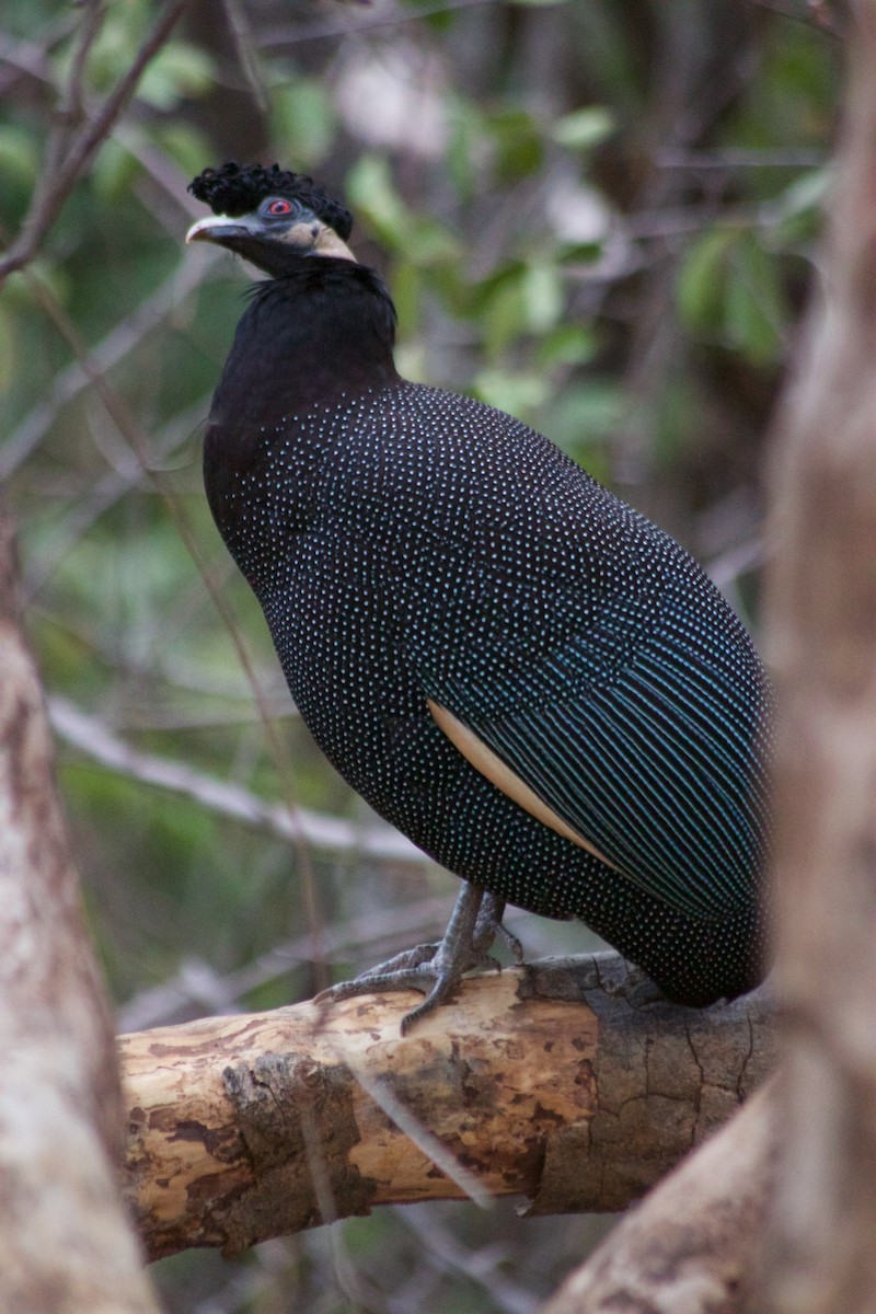 Southern Crested Guineafowl - Cameron Blair