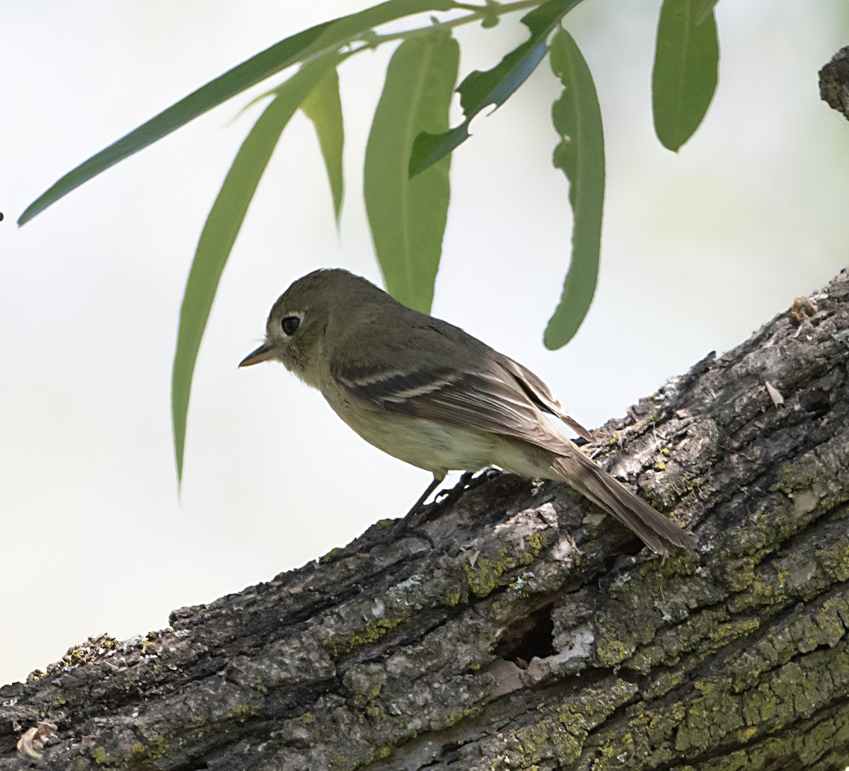 Western Flycatcher - Terry  Hurst