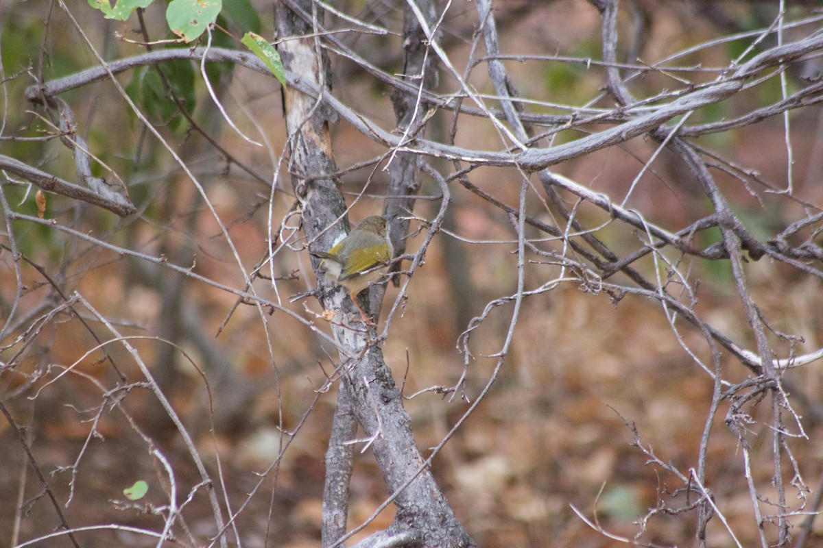 Green-backed Camaroptera (Gray-backed) - ML618628226