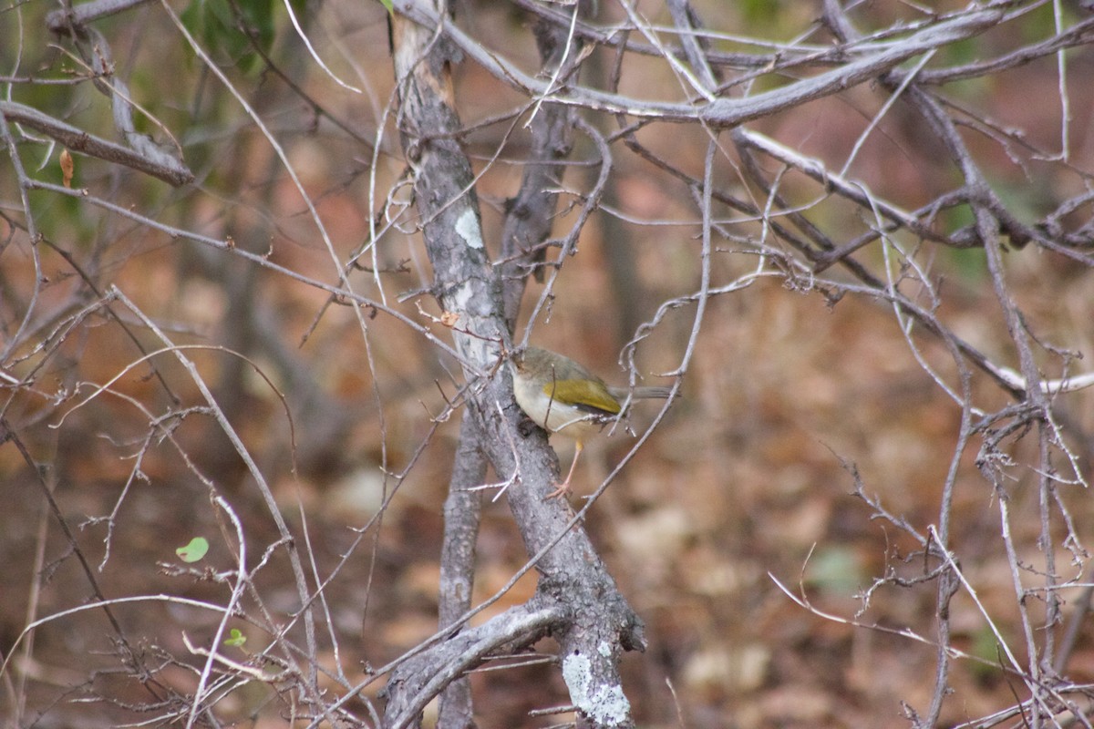 Green-backed Camaroptera (Gray-backed) - ML618628227