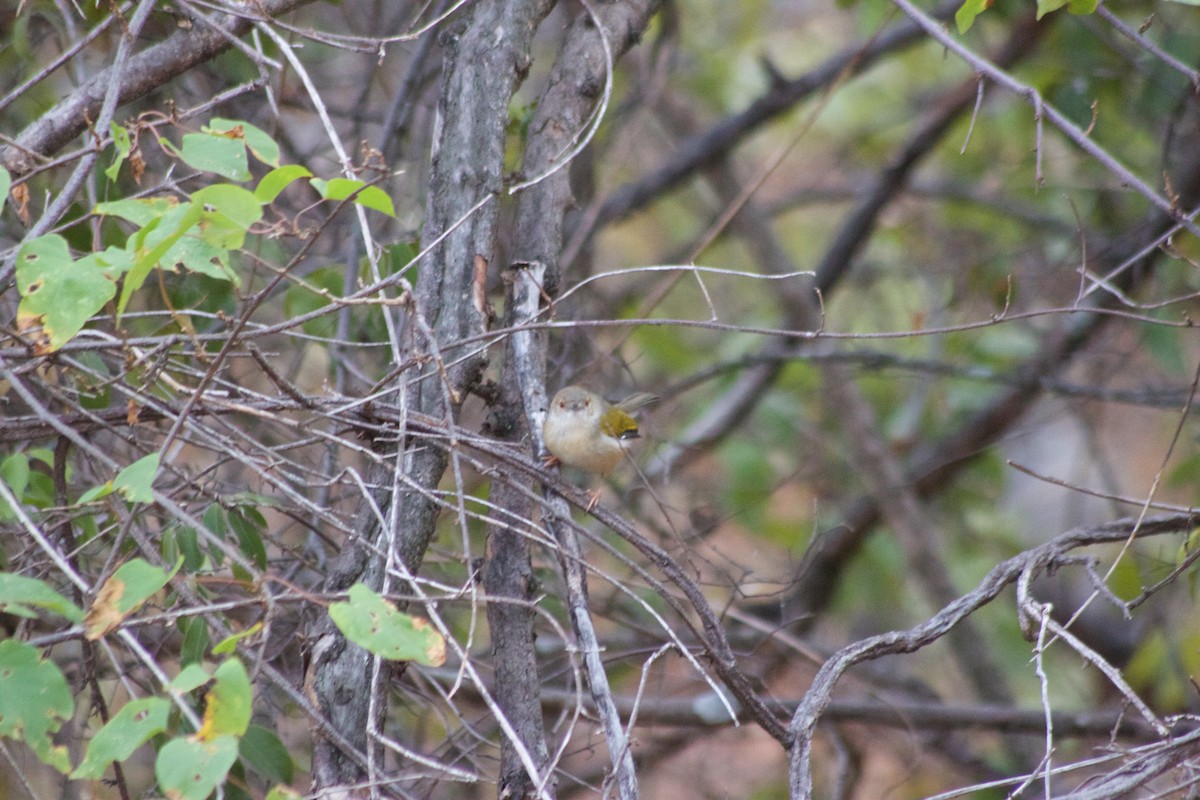 Green-backed Camaroptera (Gray-backed) - ML618628228