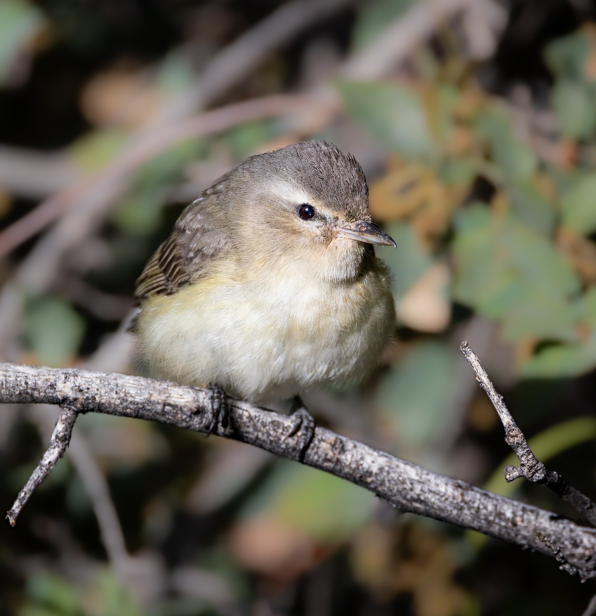 Warbling Vireo - ML618628231