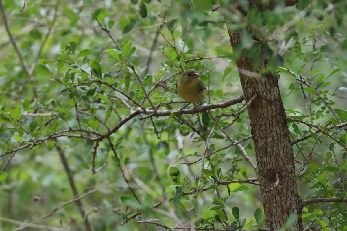 Painted Bunting - Michelle Cano 🦜