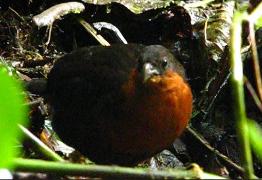 Dark-backed Wood-Quail - ML618628268