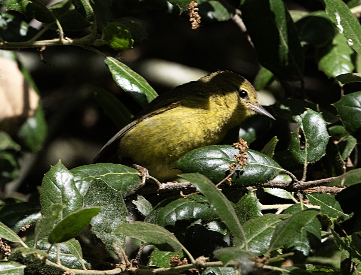 Orange-crowned Warbler - Terry  Hurst