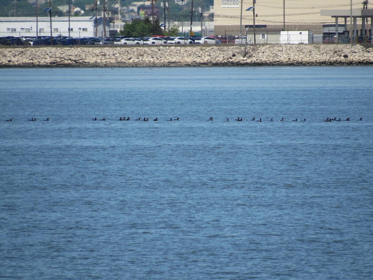 Double-crested Cormorant - ML618628308