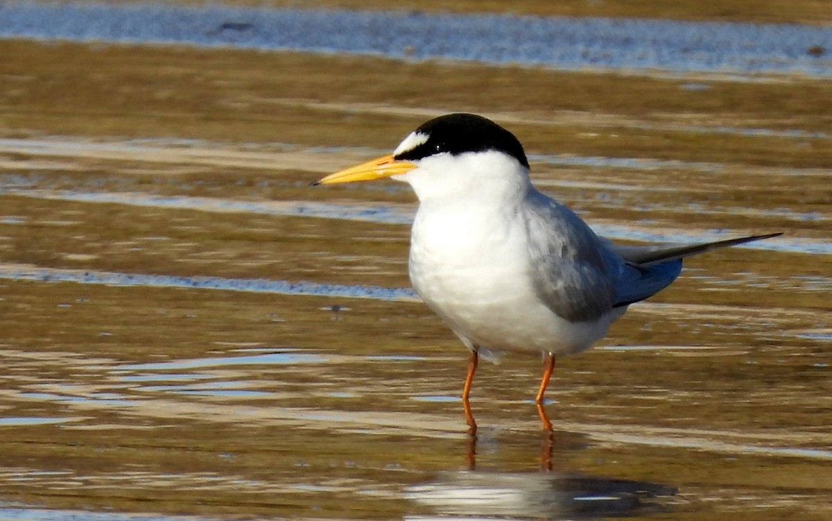 Little Tern - ML618628316