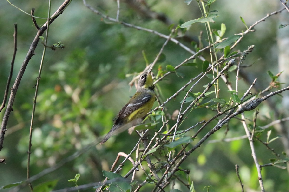 Magnolia Warbler - Michelle Cano 🦜