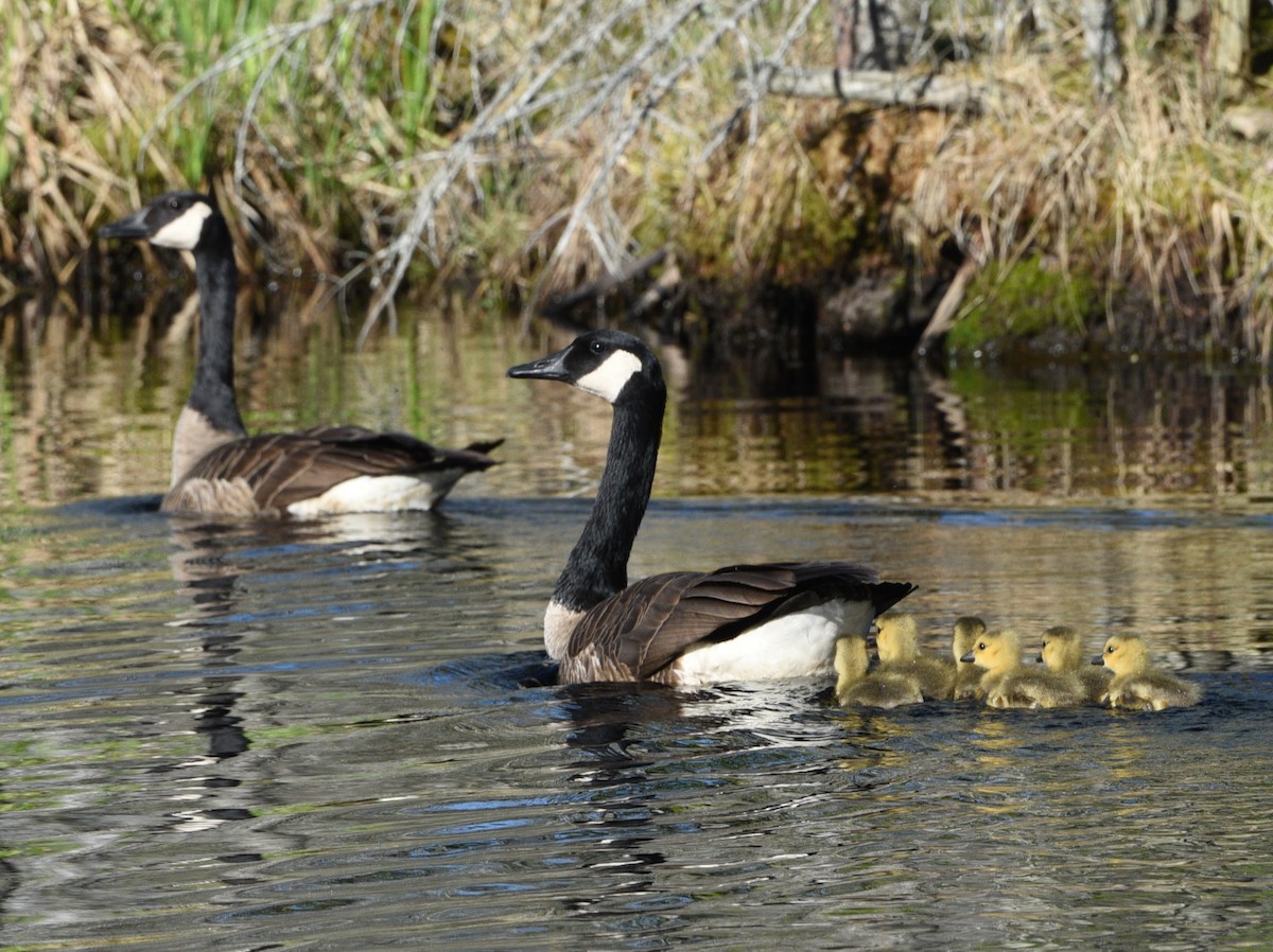 Canada Goose - Wendy Hill