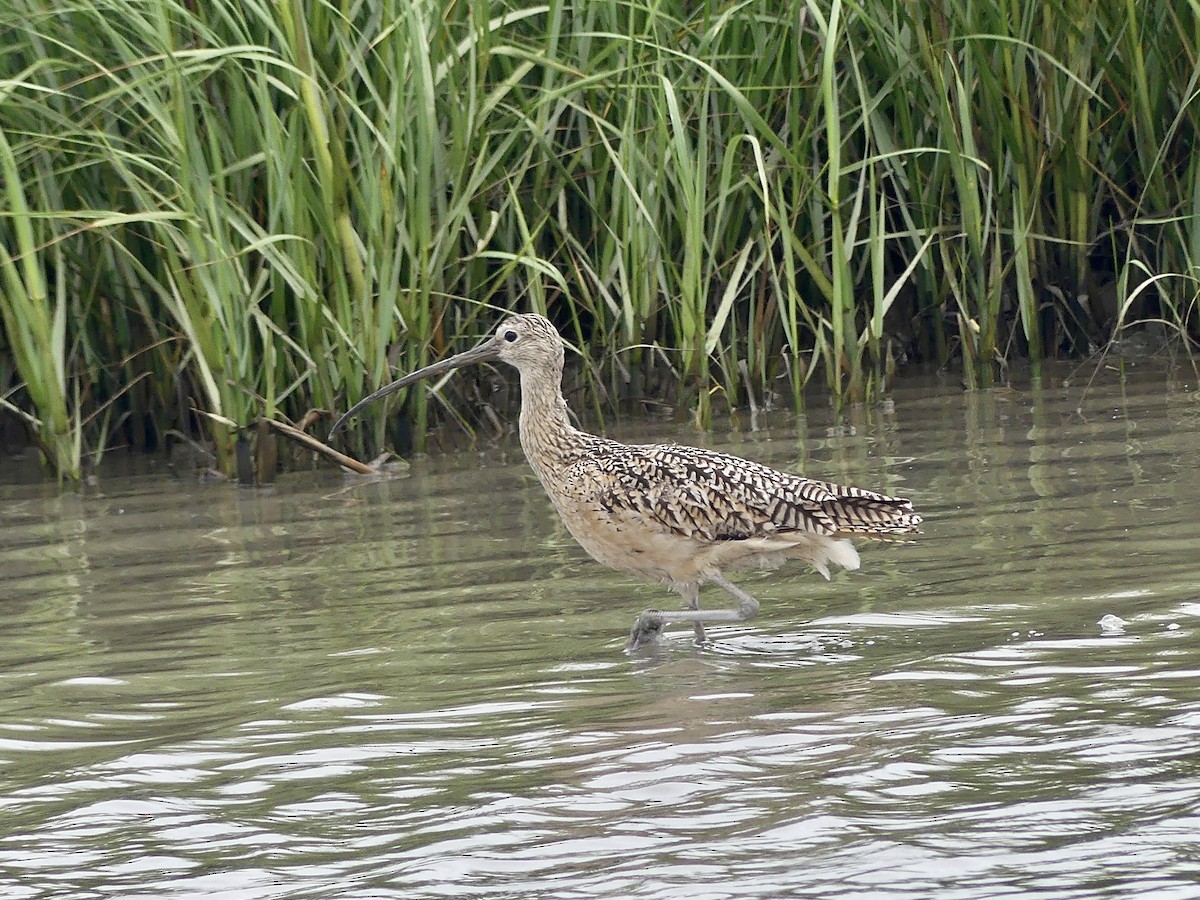Long-billed Curlew - ML618628334