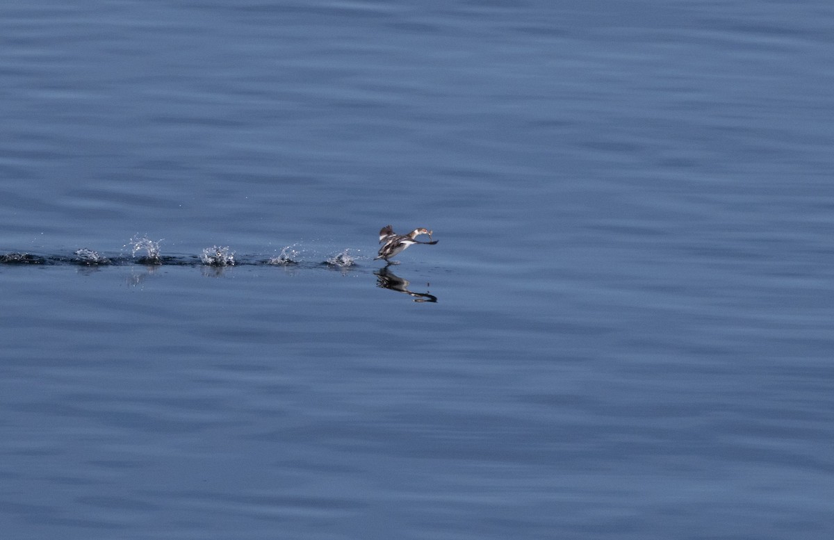 Eared Grebe - ML618628336