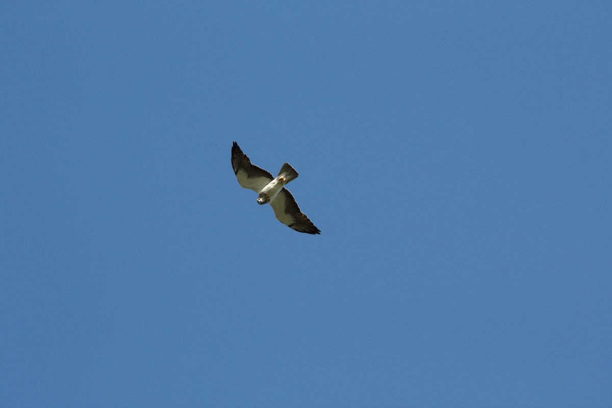 Swainson's Hawk - Justin Starnes